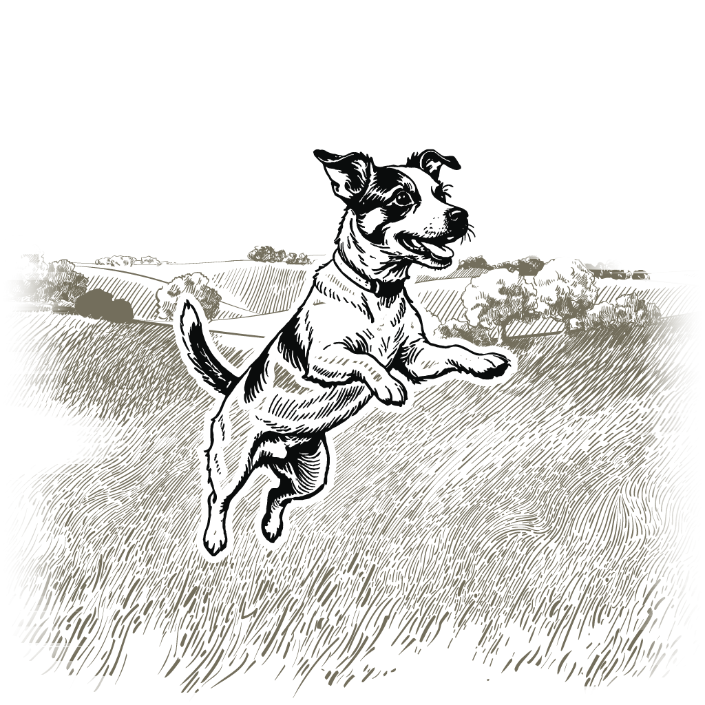 Hund springend Kategoriebild vor Landschaft