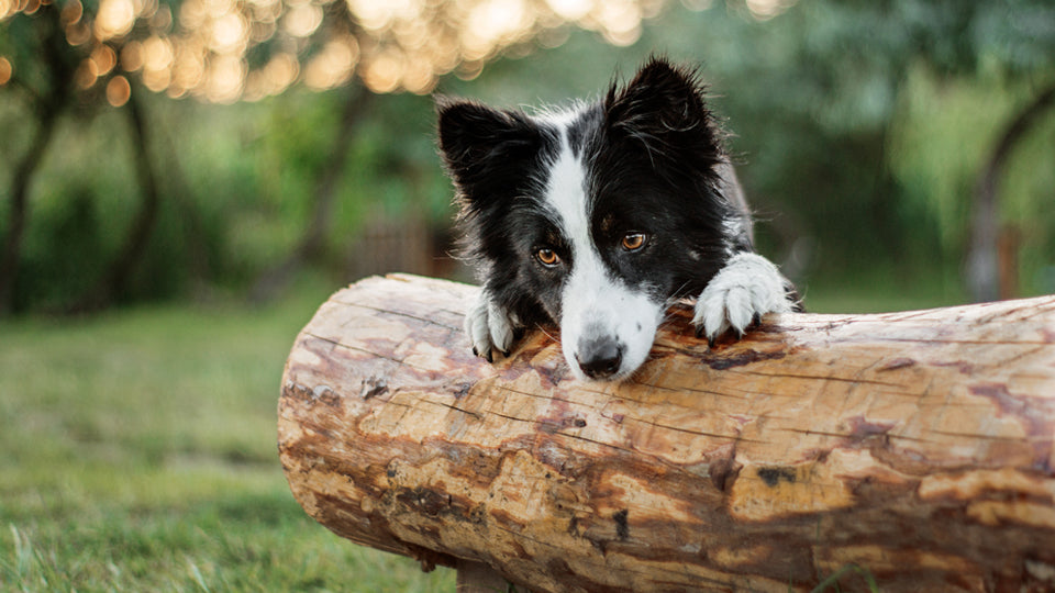 Landfleisch Hund Bild Natur Baumstamm
