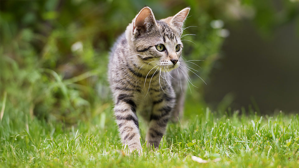 Landfleisch Katze streift über Wiese
