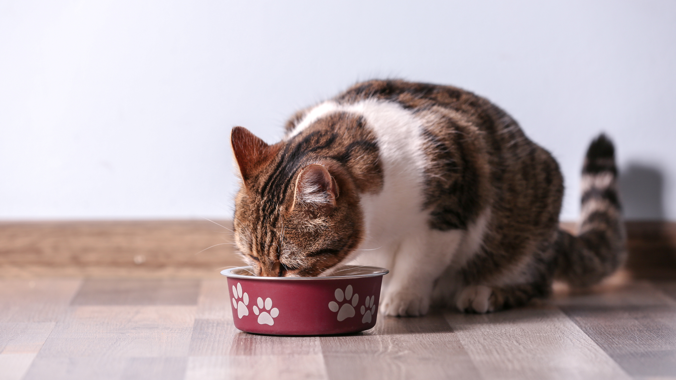 Saftige Lieblingsgerichte - Ausgewogene Mahlzeiten für Katzen